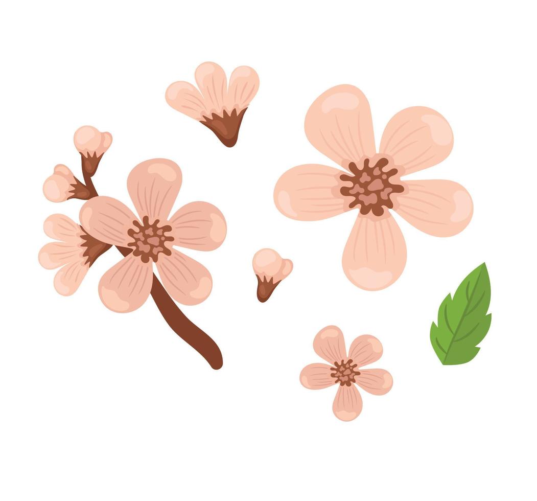 Sakura sprig set, spring cherry blossom. vector