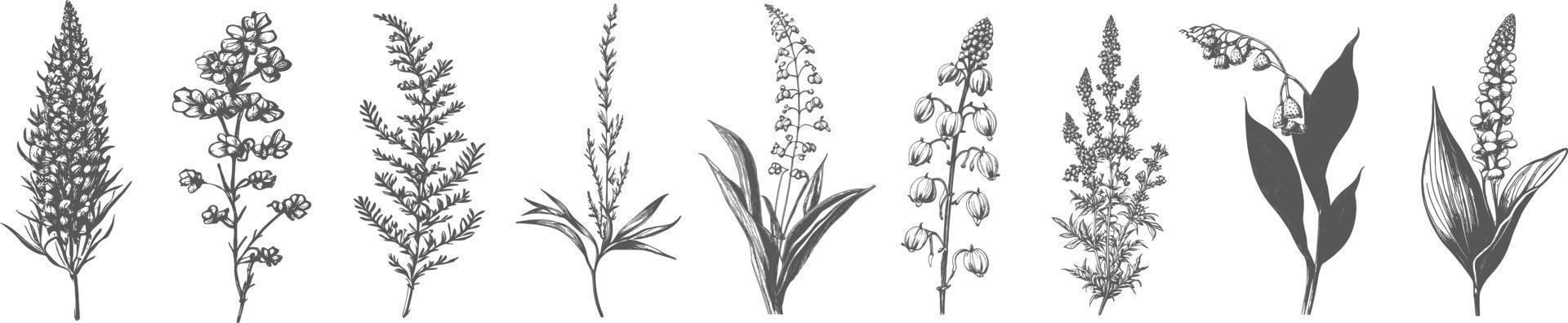 A set of elegant simple wildflowers in neutral black and white colors. Simple and graphic shape, hand drawn line wedding herb and invitation save the date card. vector