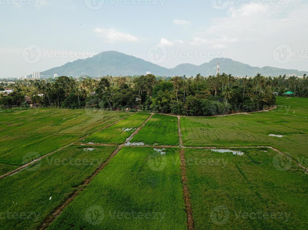 Aerial view green scenery photo