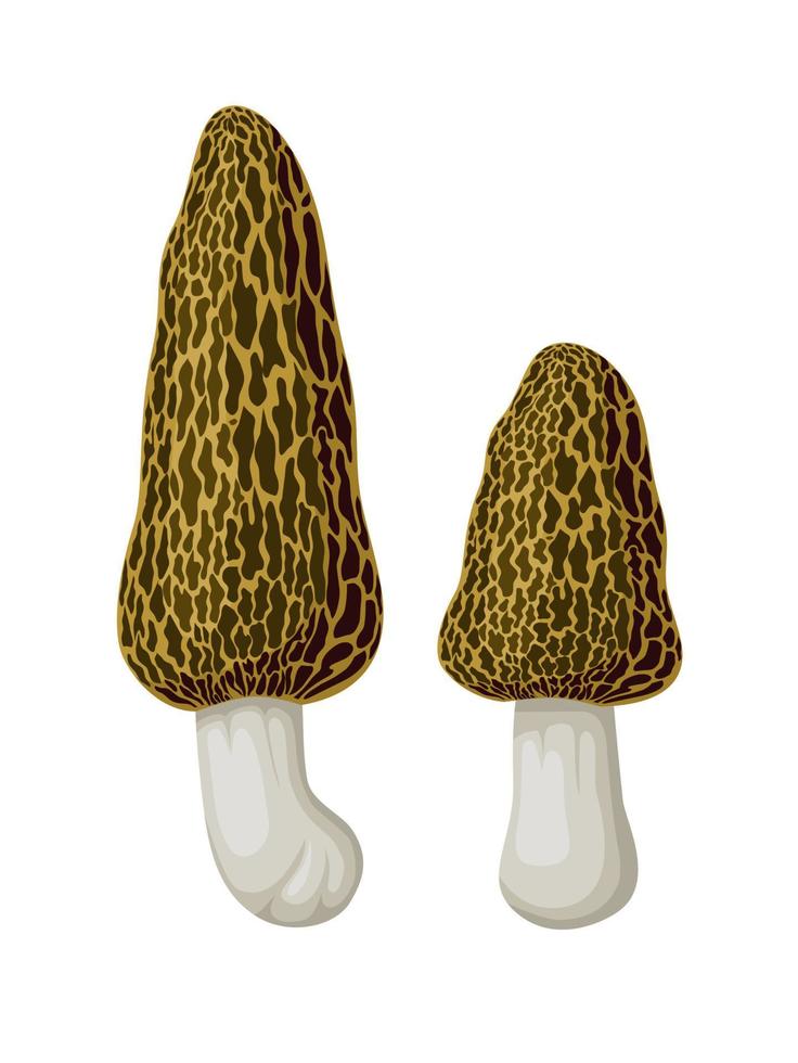 Vector illustration, morel mushroom or Morchella elata, isolated on white background.