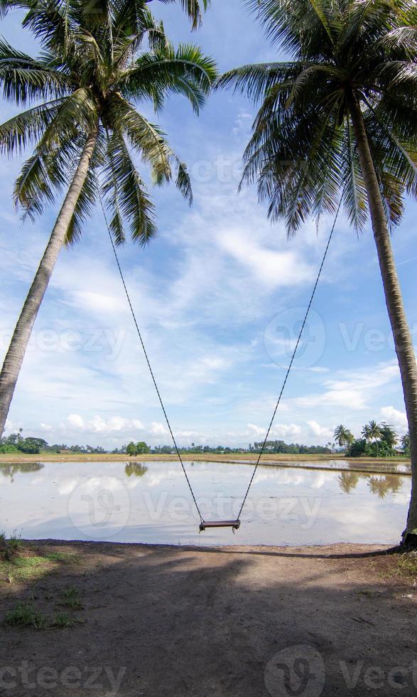 Tropical coconut trees and swing at Penaga, Penang photo