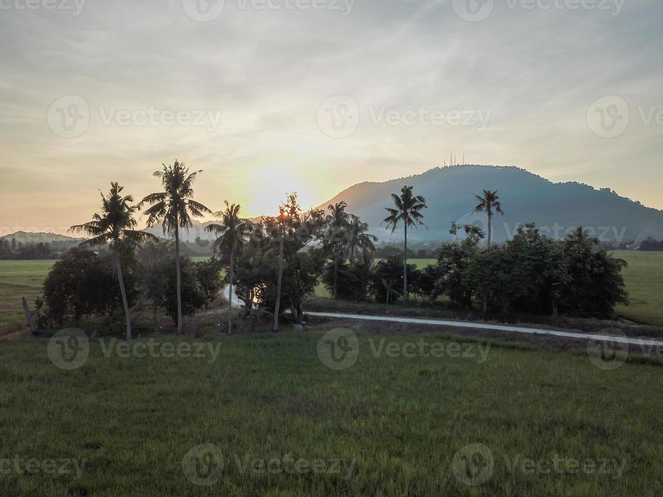 Green field with coconut trees photo