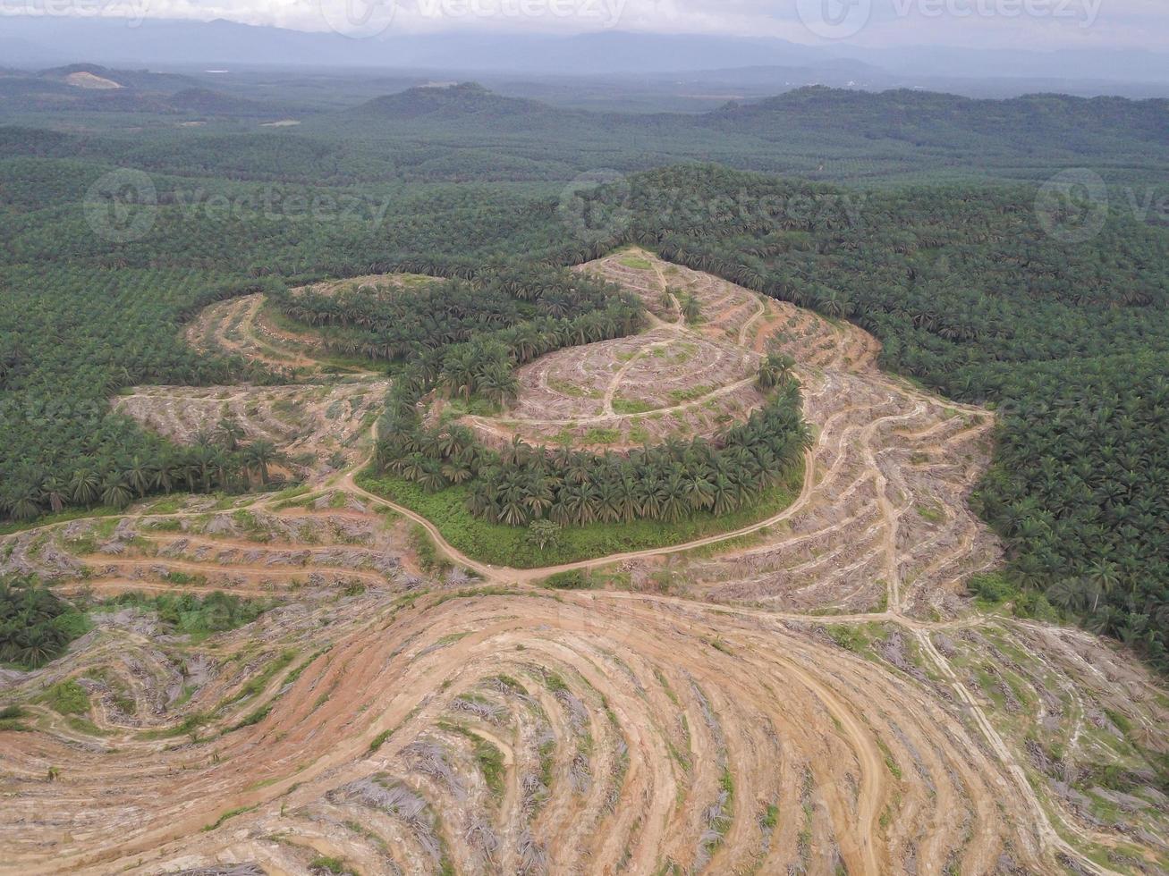 Aerial view oil palm clearing photo