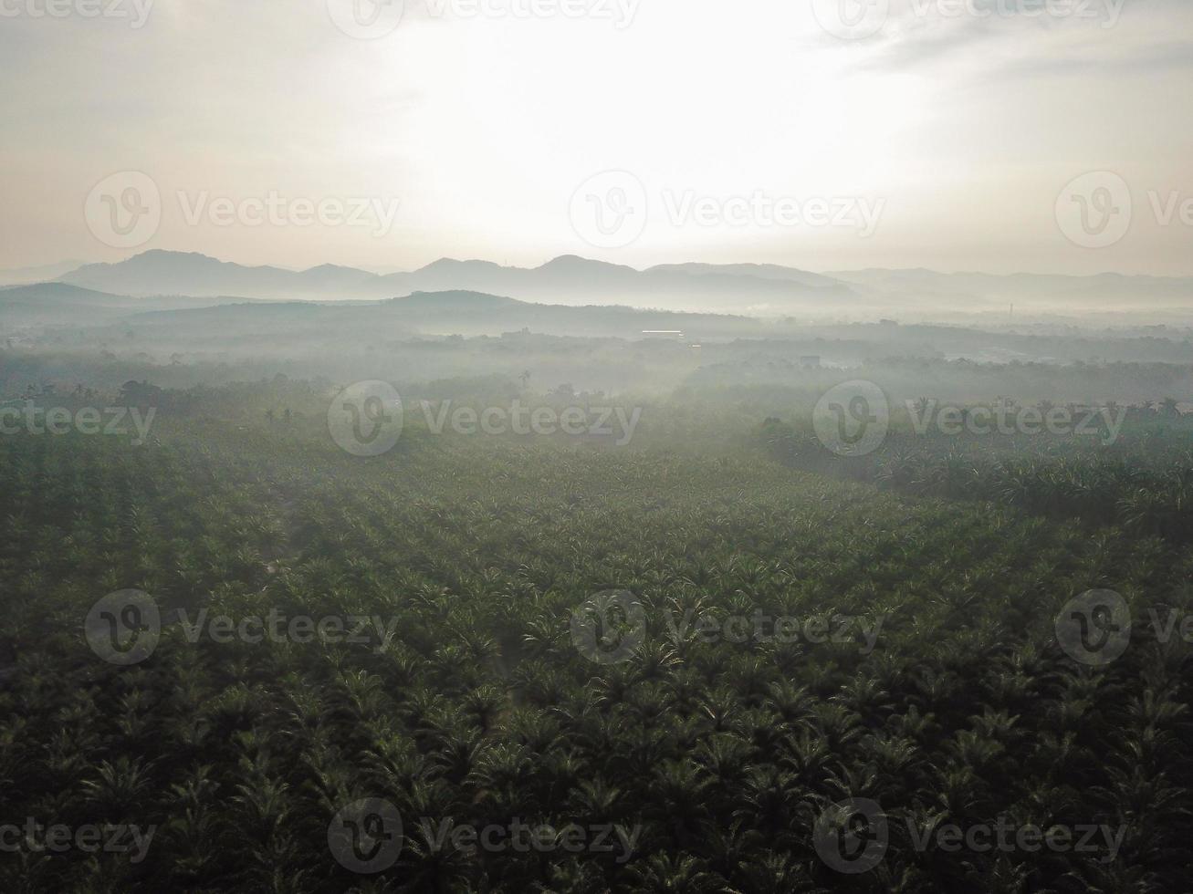 Aerial view oil palm farm photo