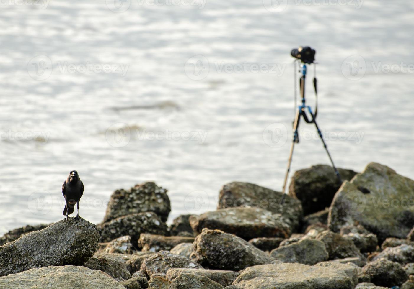 un cuervo estar junto a cámara a rock cerca costero foto