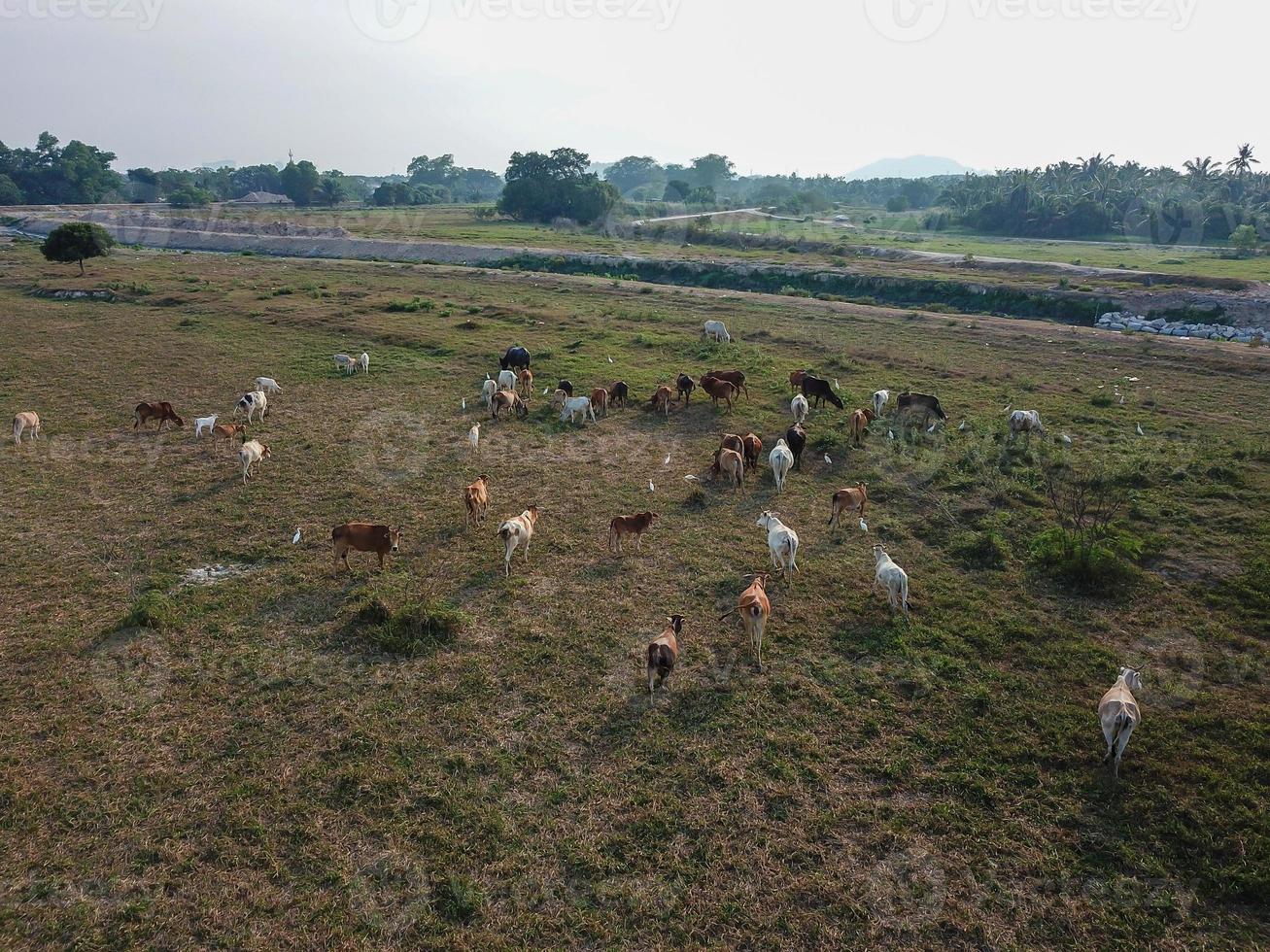 Group of cows grazing grass photo