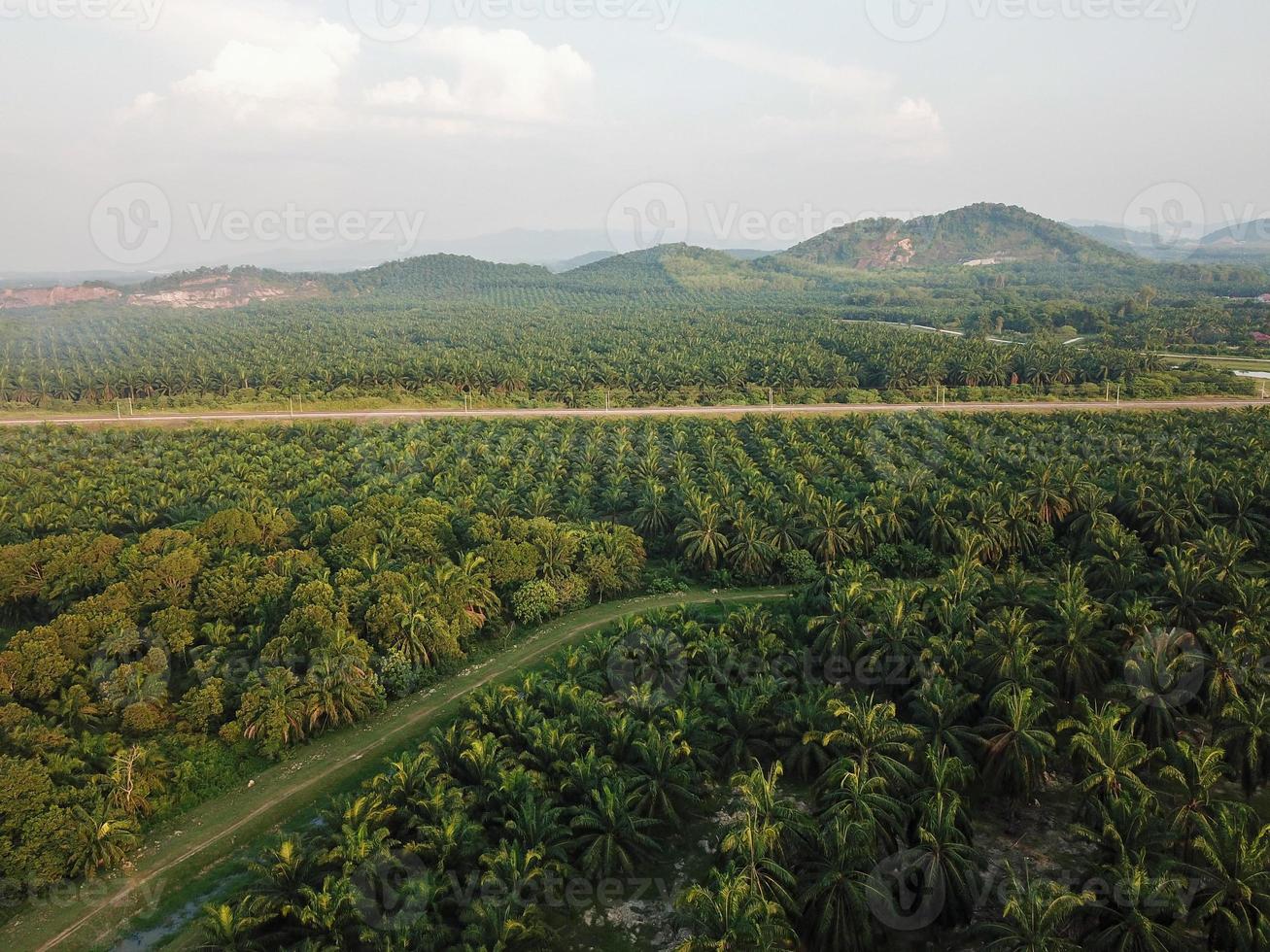 Aerial view a path in oil palm estate photo