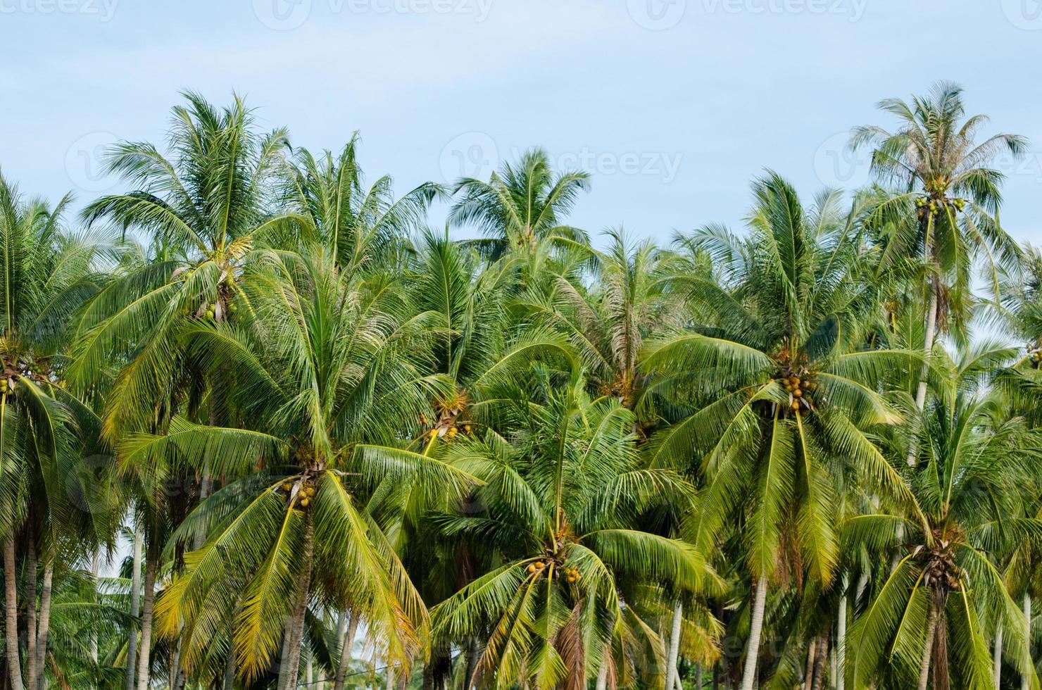 Coconut trees plantation photo