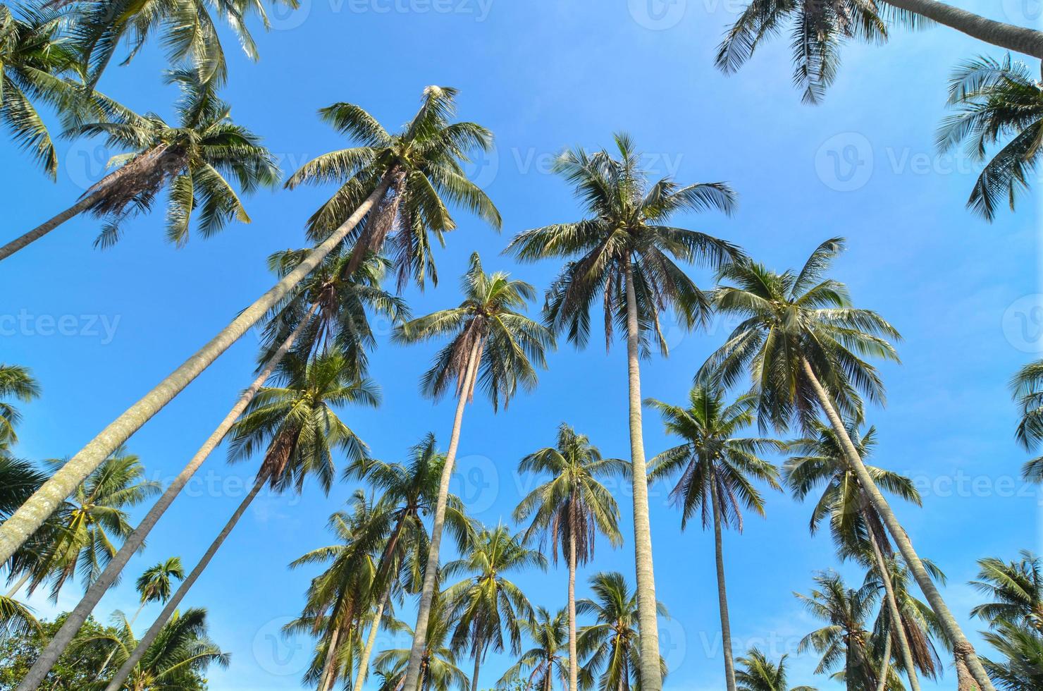 Low angle coconut trees photo