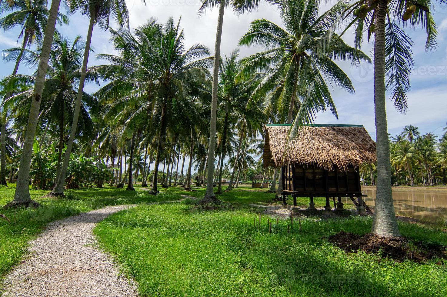 A path toward wooden hut photo