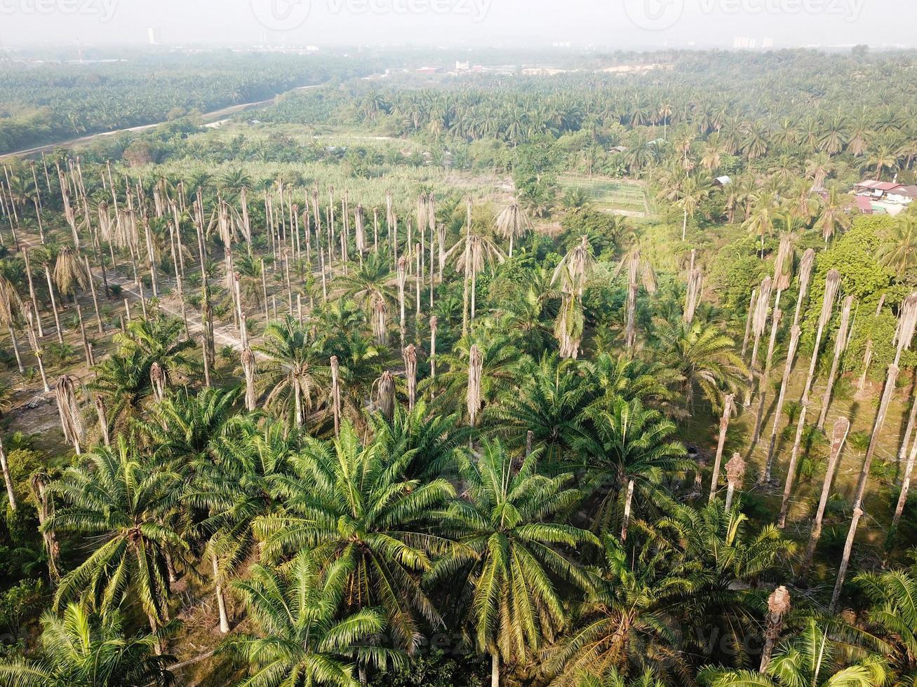 Dead oil palm tree. photo