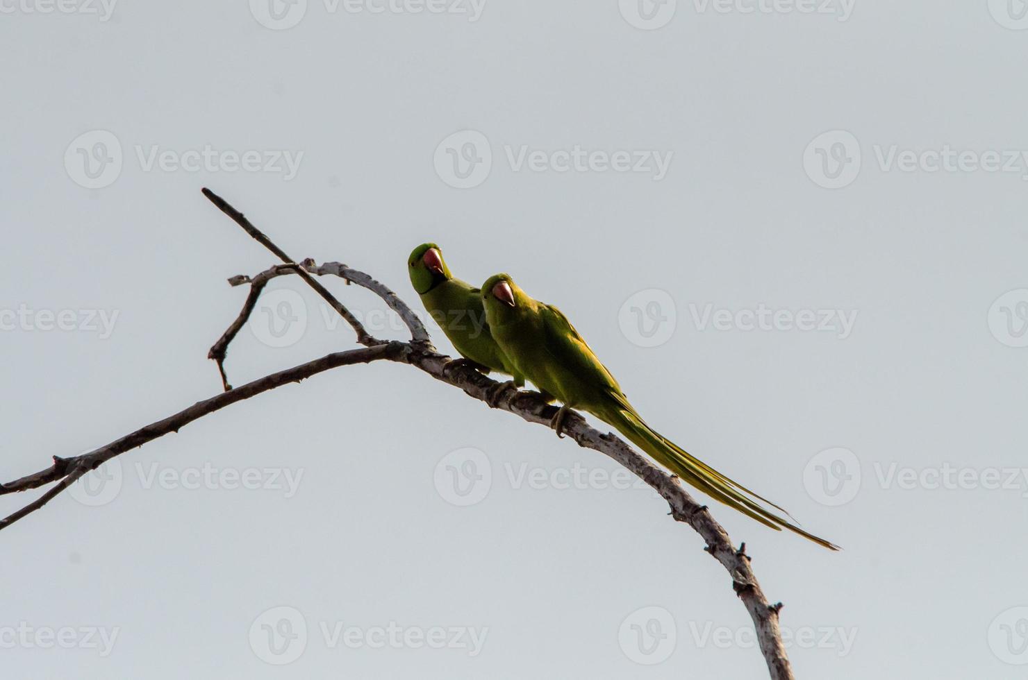 encantador pájaro en par foto