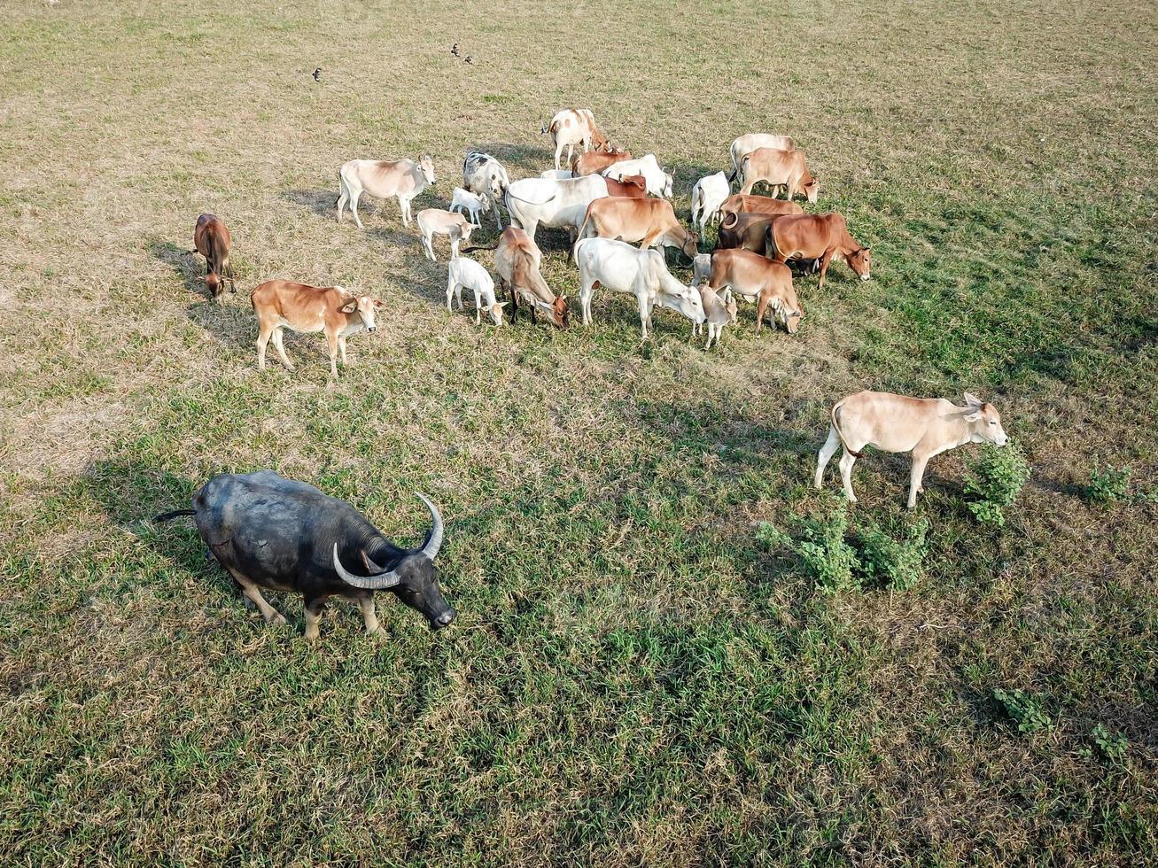 A buffalo in the group of cows photo