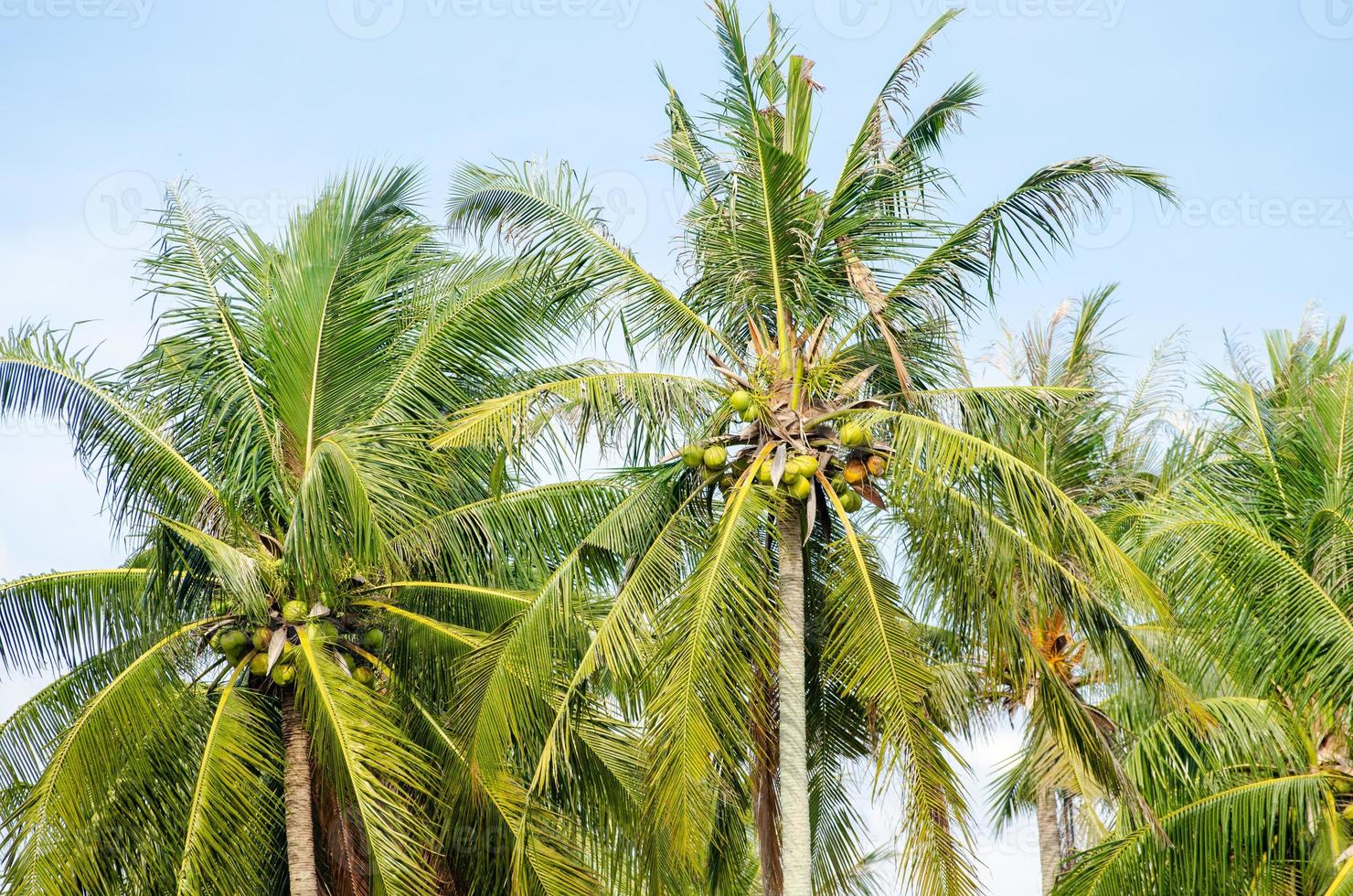 Coconut plant in row photo