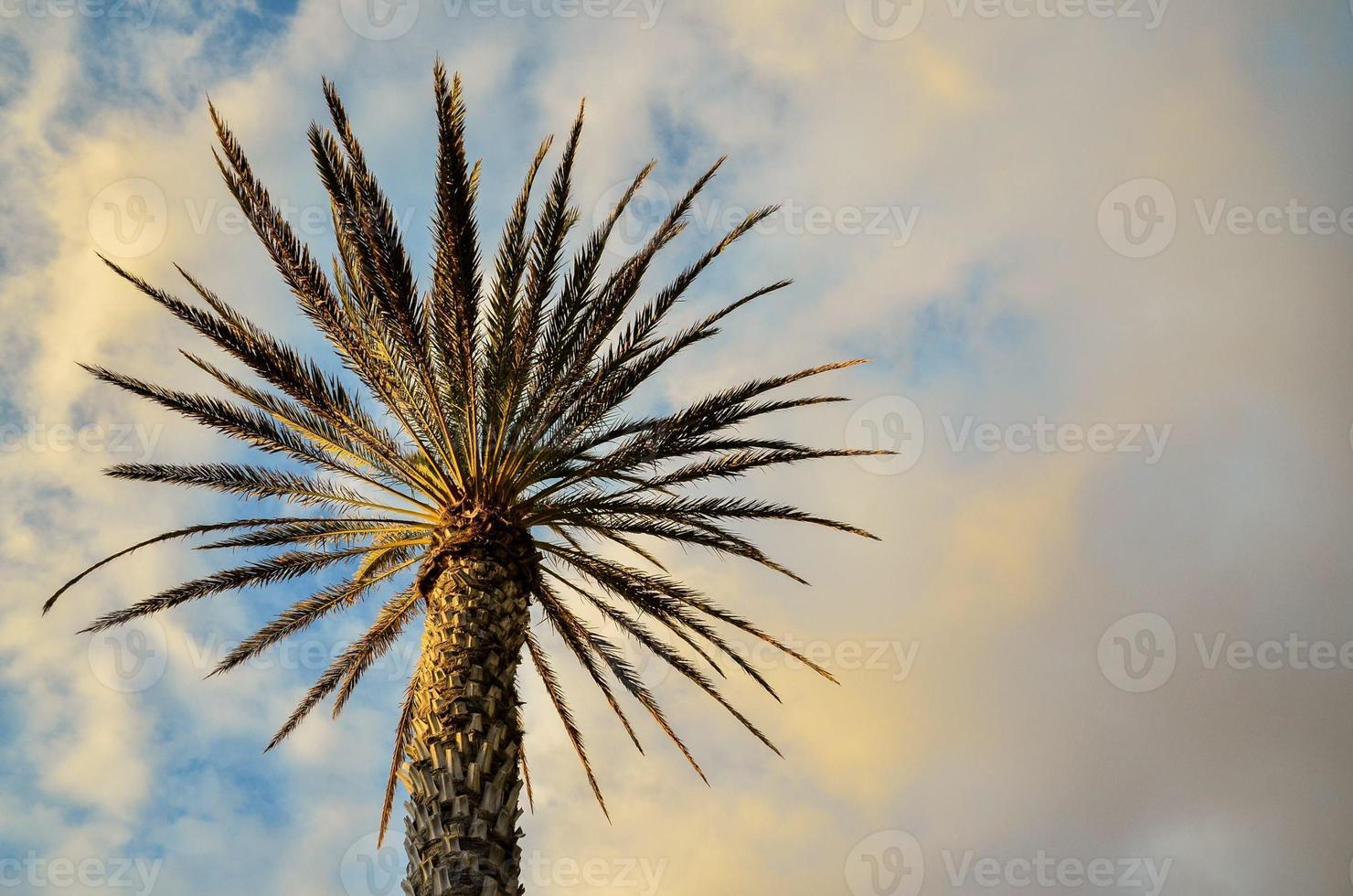 Tropical palm trees photo
