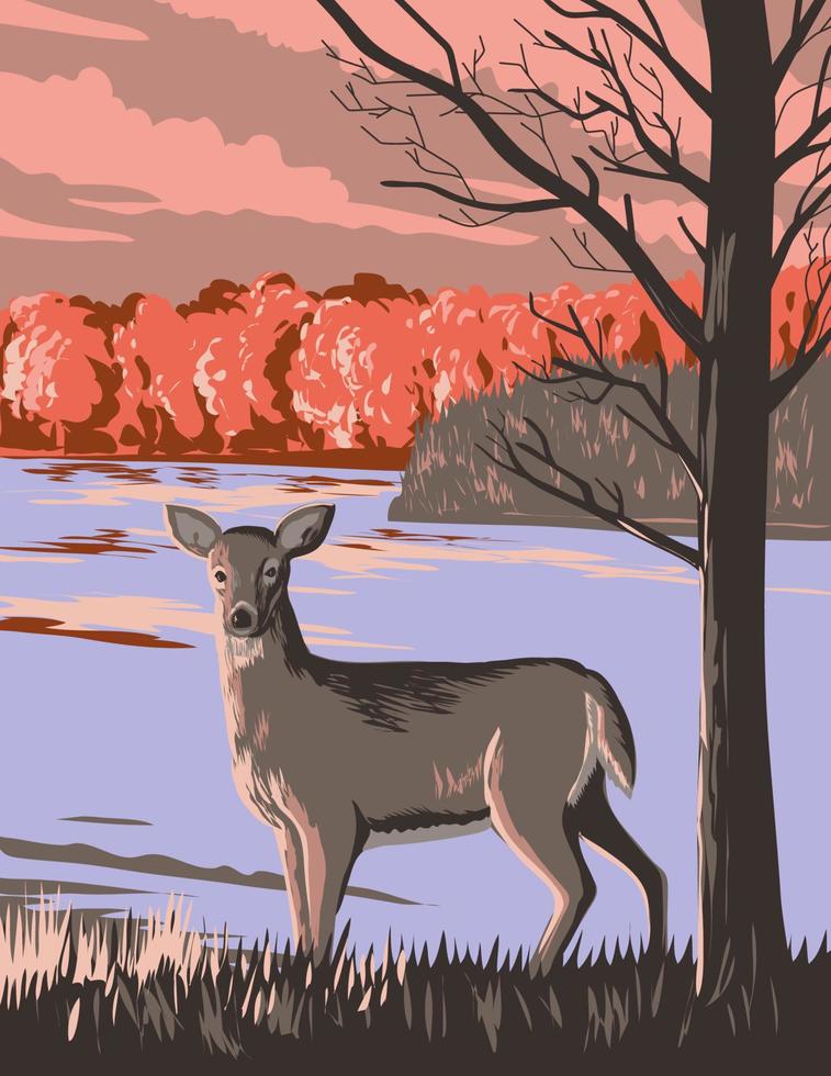 blanco cola ciervo a colorete nacional urbano parque en mayor Toronto zona Ontario Canadá wpa póster Arte vector