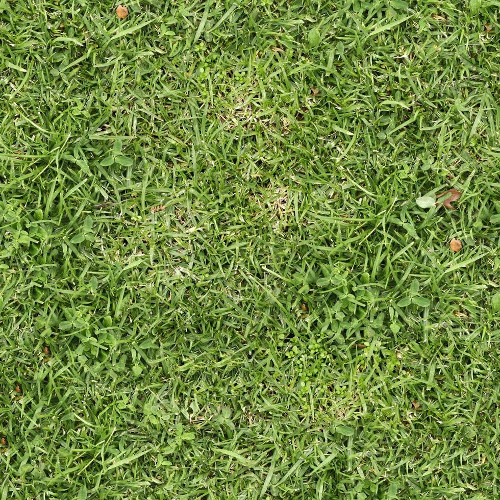 Green grass texture can be use as background photo