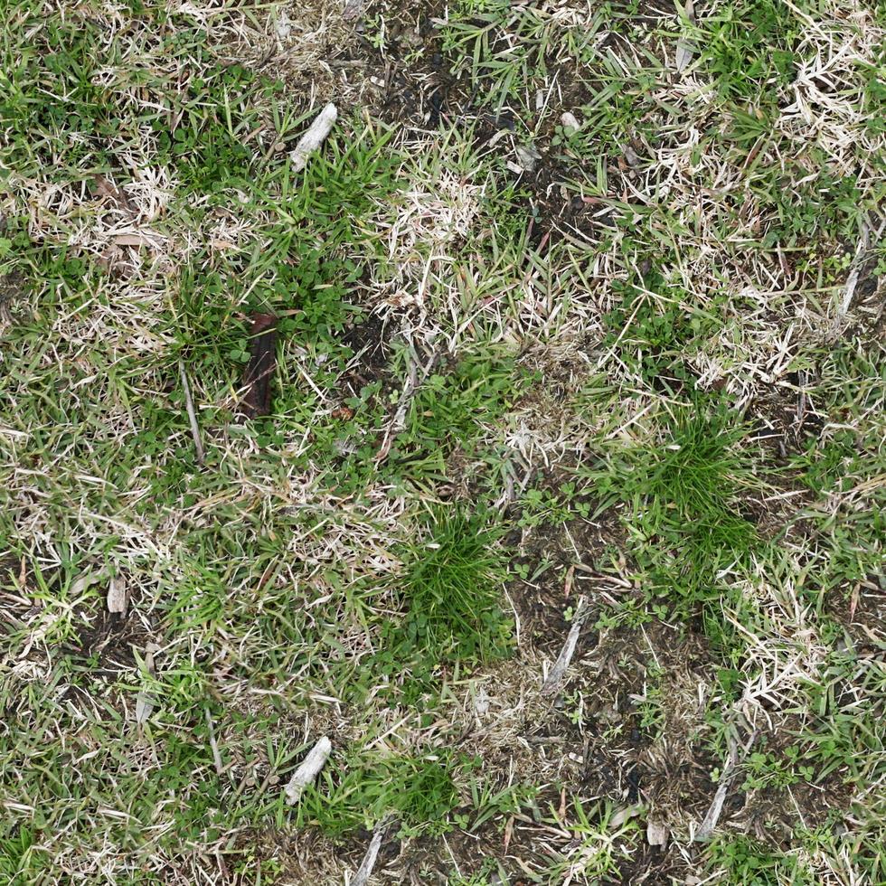 Green grass texture can be use as background photo