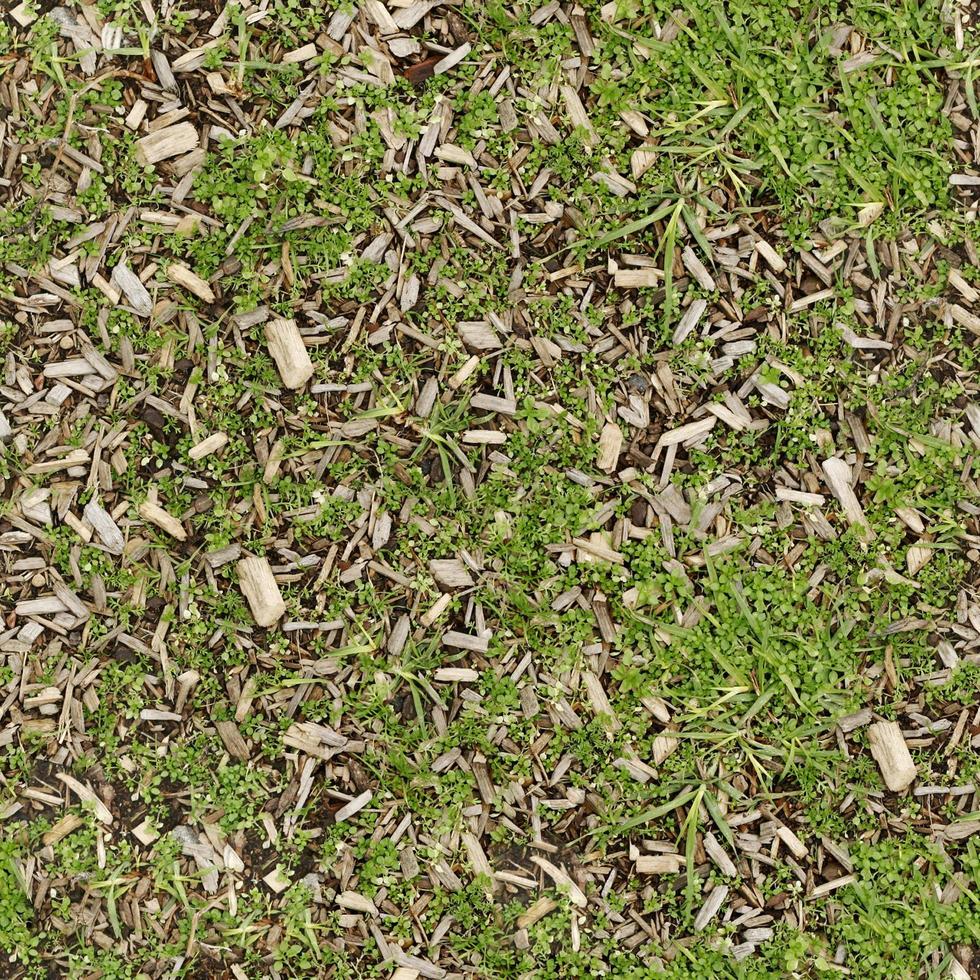 Green grass texture can be use as background photo