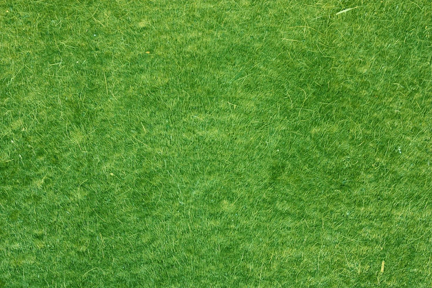 Green grass texture can be use as background photo