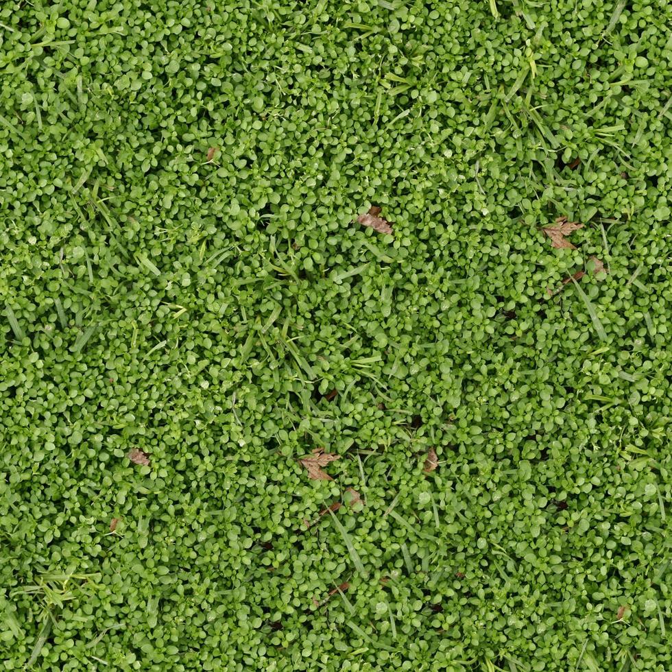 Green grass texture can be use as background photo