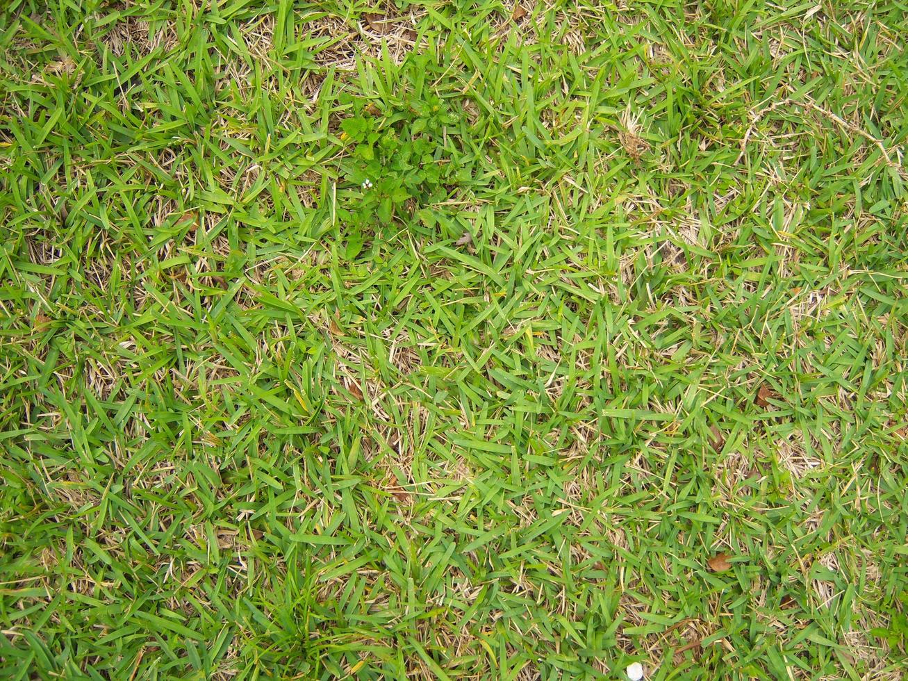 Green grass texture can be use as background photo