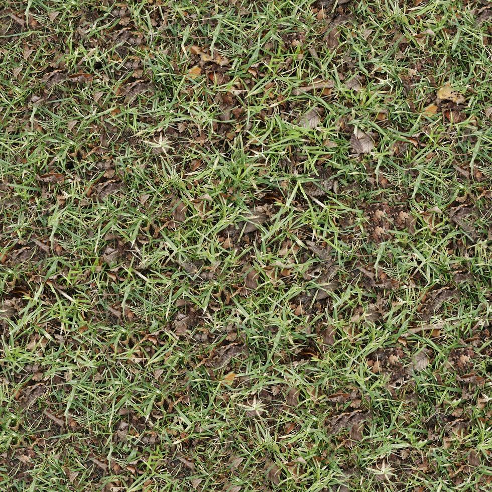 Green grass texture can be use as background photo