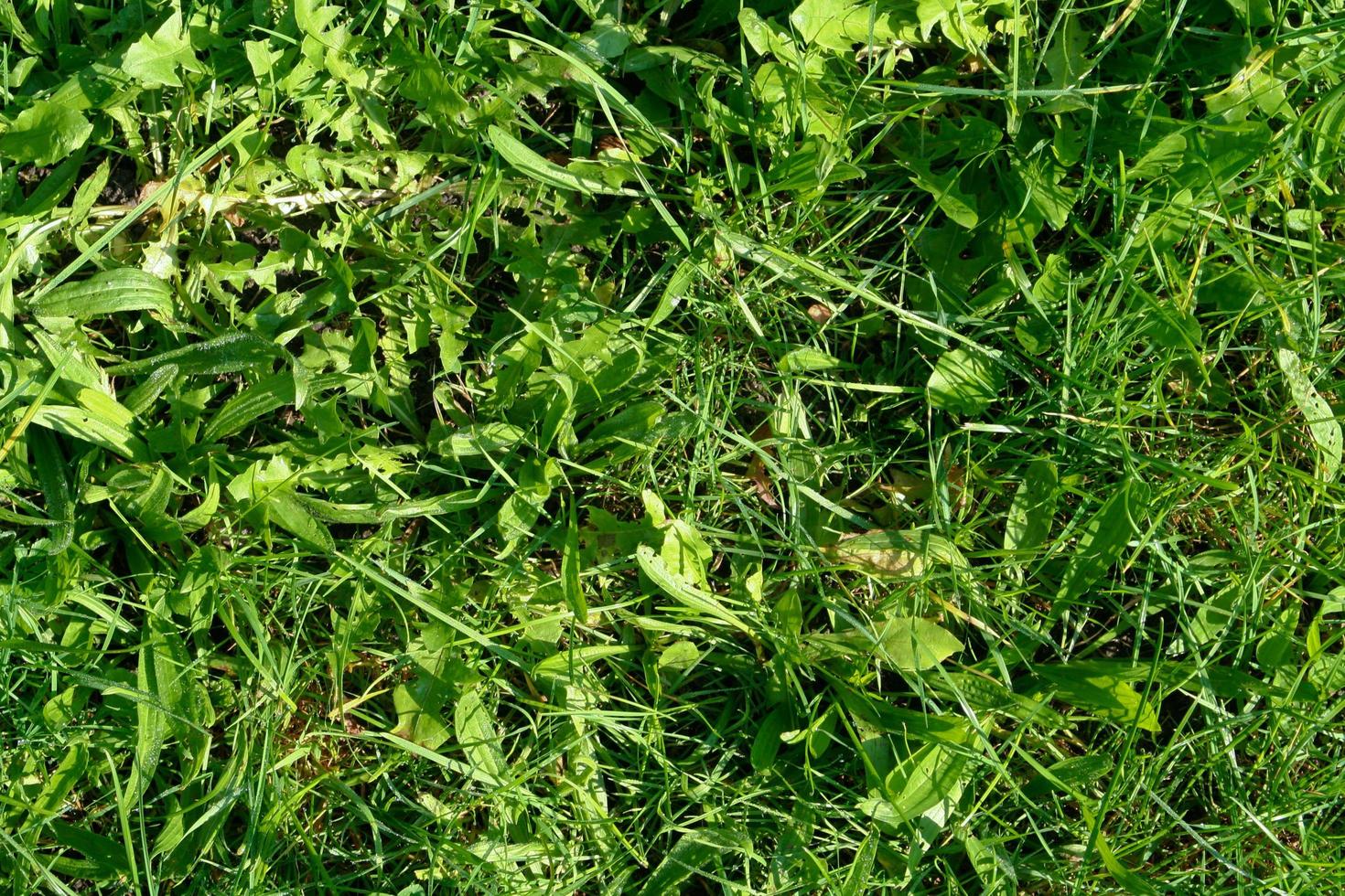 Green grass texture can be use as background photo