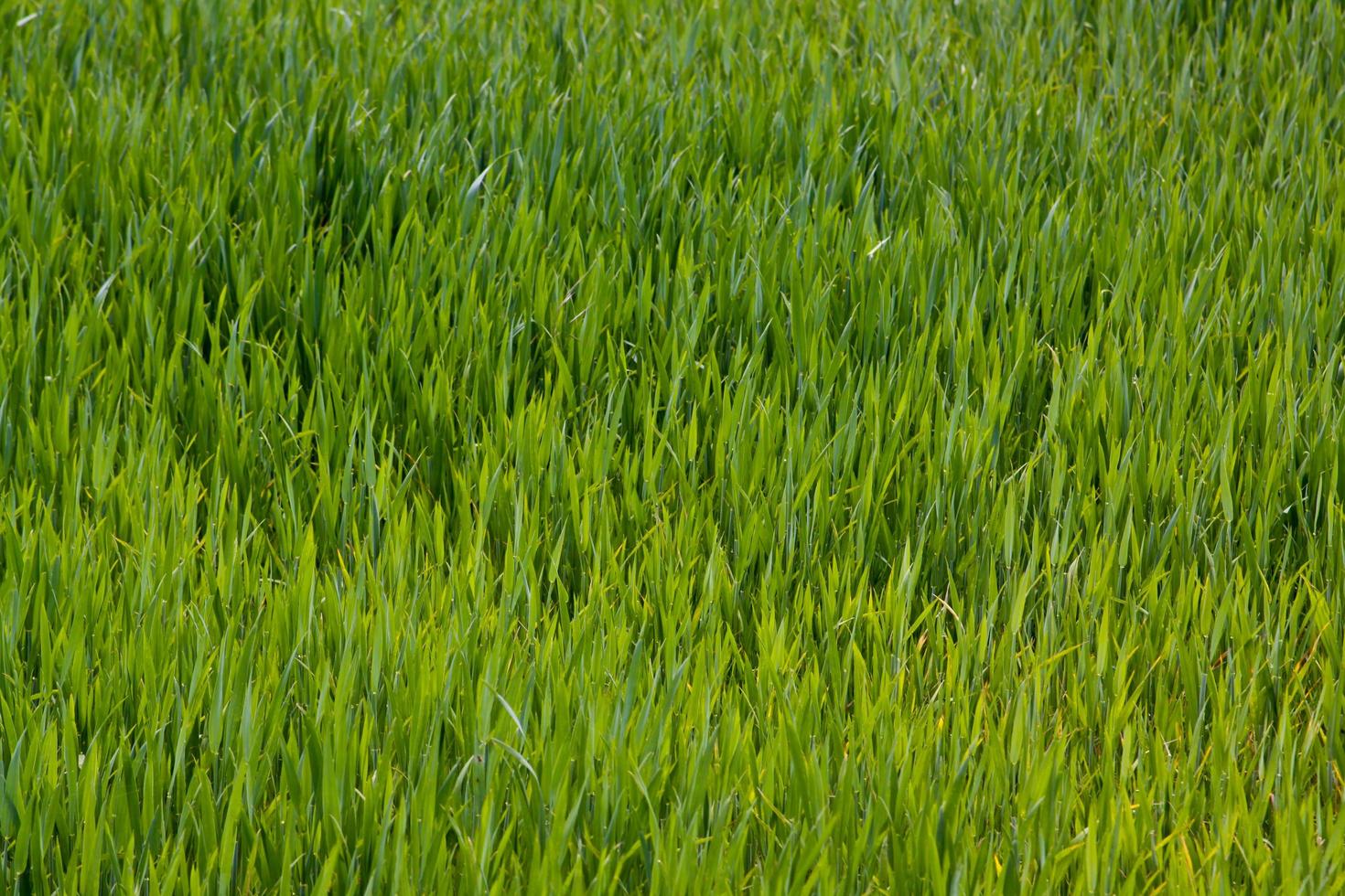 Green grass texture can be use as background photo