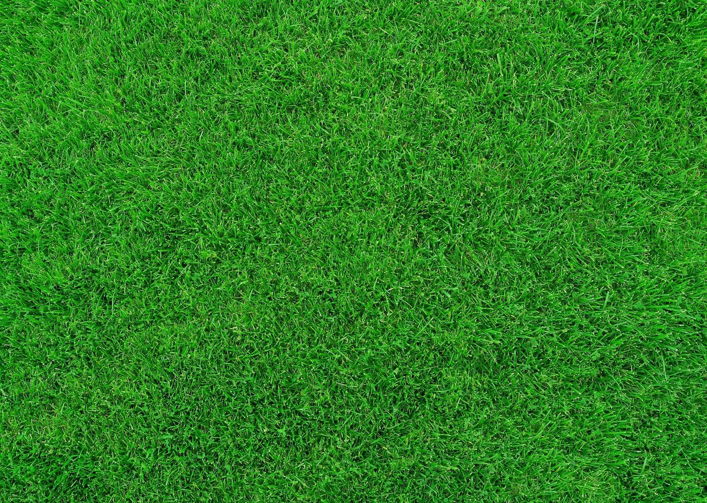 Green grass texture can be use as background photo