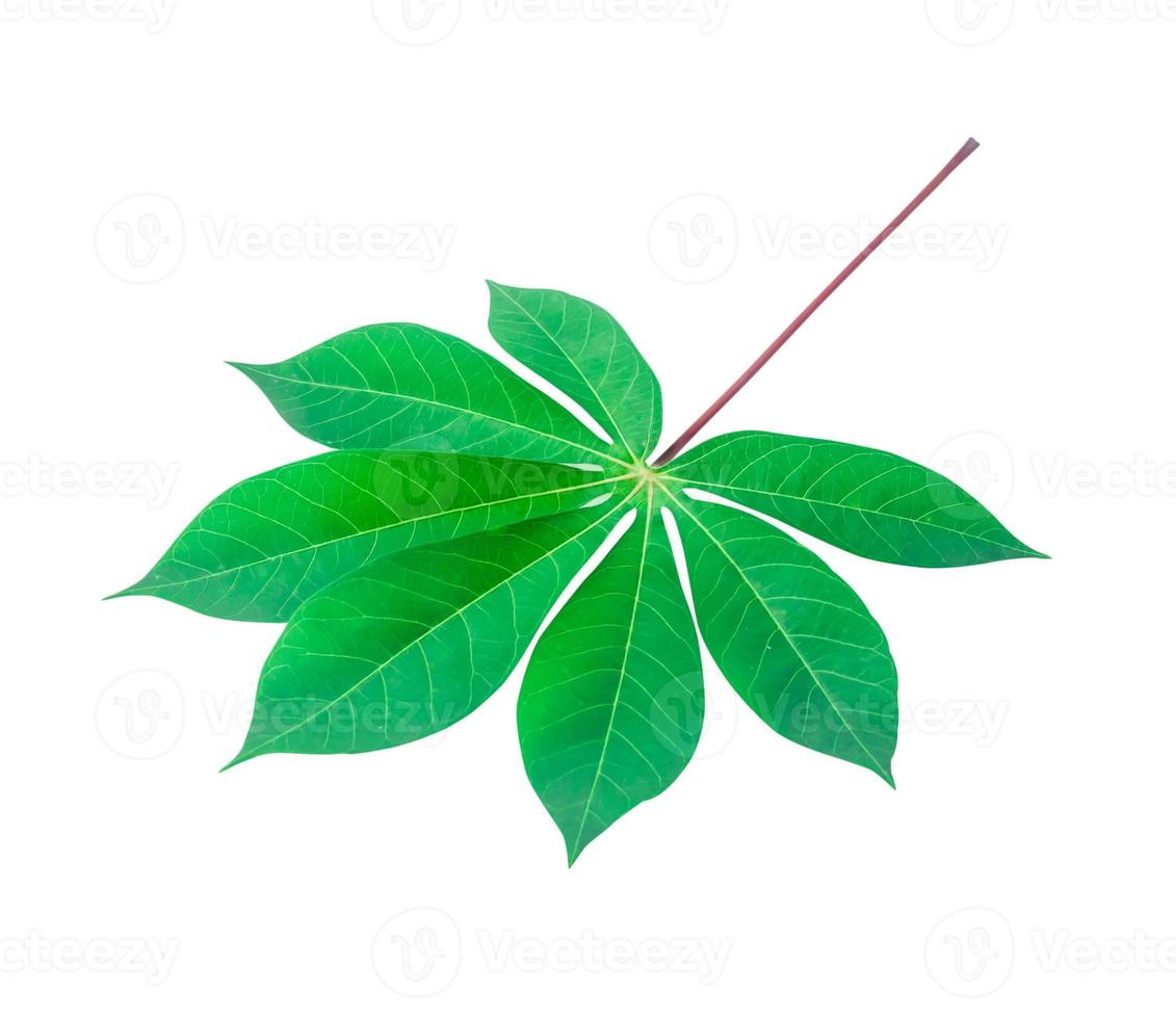 Top view photo of front side of single cassava leaf isolated on