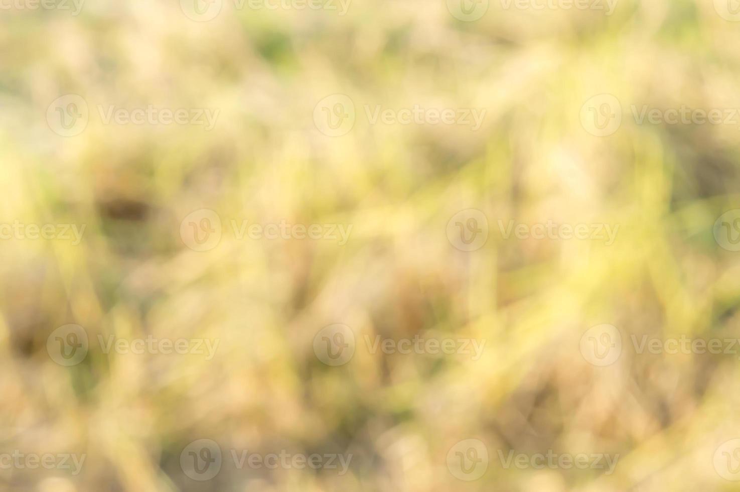 Blurred ripe paddy field or brown nature background texture used as website theme or template or for decorative art work photo