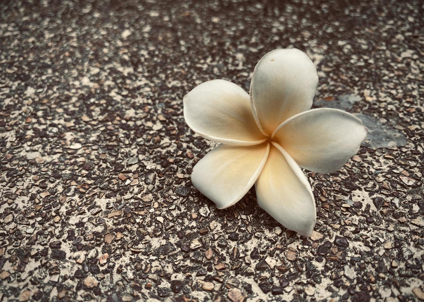 blanco frangipani, blanco plumería, templo árbol, cementerio árbol, el flores floreciente en el jardín Mira hermoso, frangipani, plumería, templo árbol, cementerio árbol allí son muchos en el tropical zona. foto