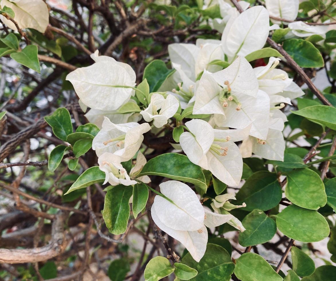 bougainvillea, bougainvillea flower, Paper flower  , It's a beautiful looking summer flower.It is an ornamental plant native to tropical regions.makes you feel refreshed. Bougainvillea glabra Choisy photo