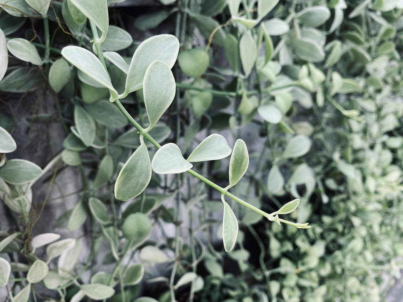 Green background, leaves background, ornamental plant background, It's a beautiful looking ornamental plant. It is an ornamental plant that makes you feel refreshed and at ease, thinking of nature. photo