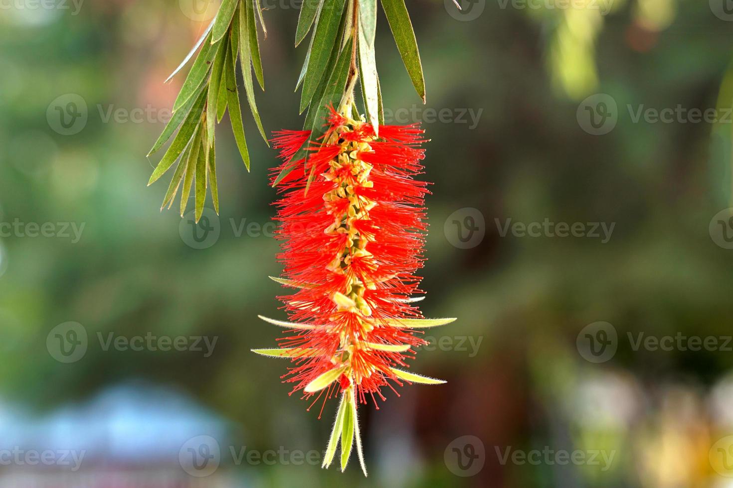 Weeping Bottle Brush is a tall tree. has long pointed leaves. Leaves around the branches are long tassels hanging down. Flowers emerge at the top. Spike-shaped inflorescences with colorful stamens. photo