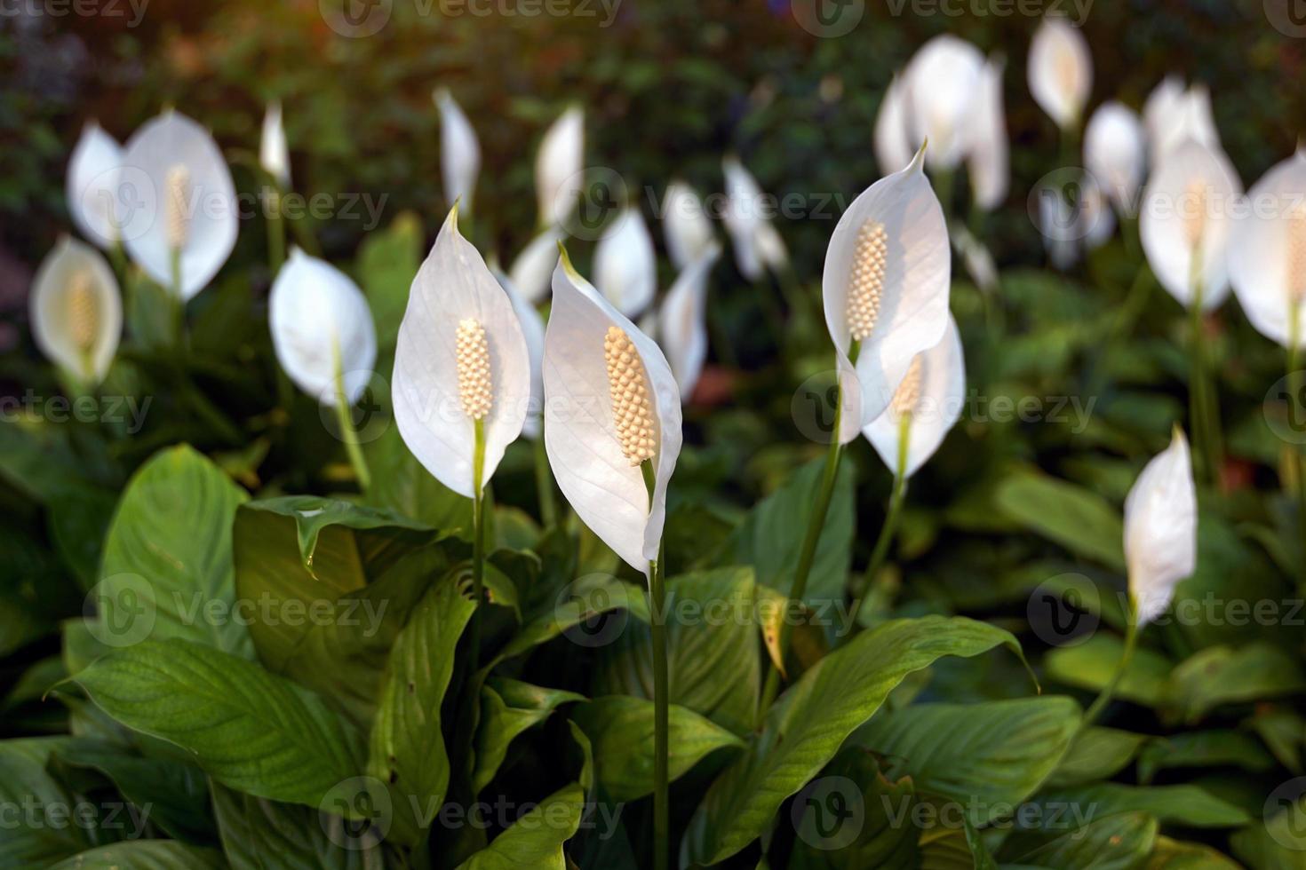 Peace Lily has white bracts. It resembles a heart shape wrapped in a tubular inflorescence with light yellow florets surrounding it. It is a tree that can purify the air very well. photo