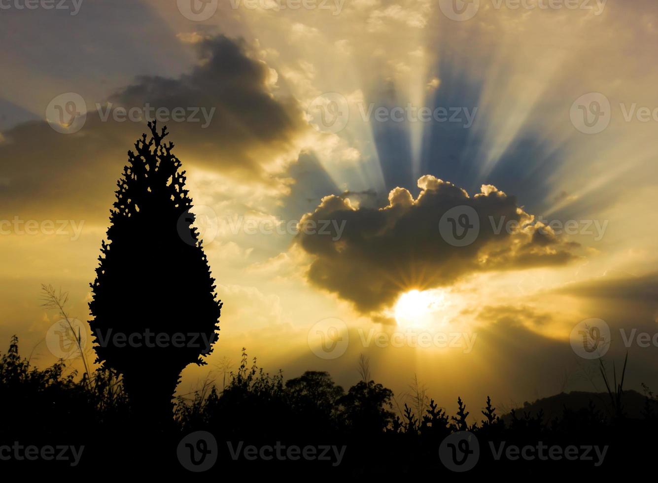 Sunset and christmas tree silhouette photo