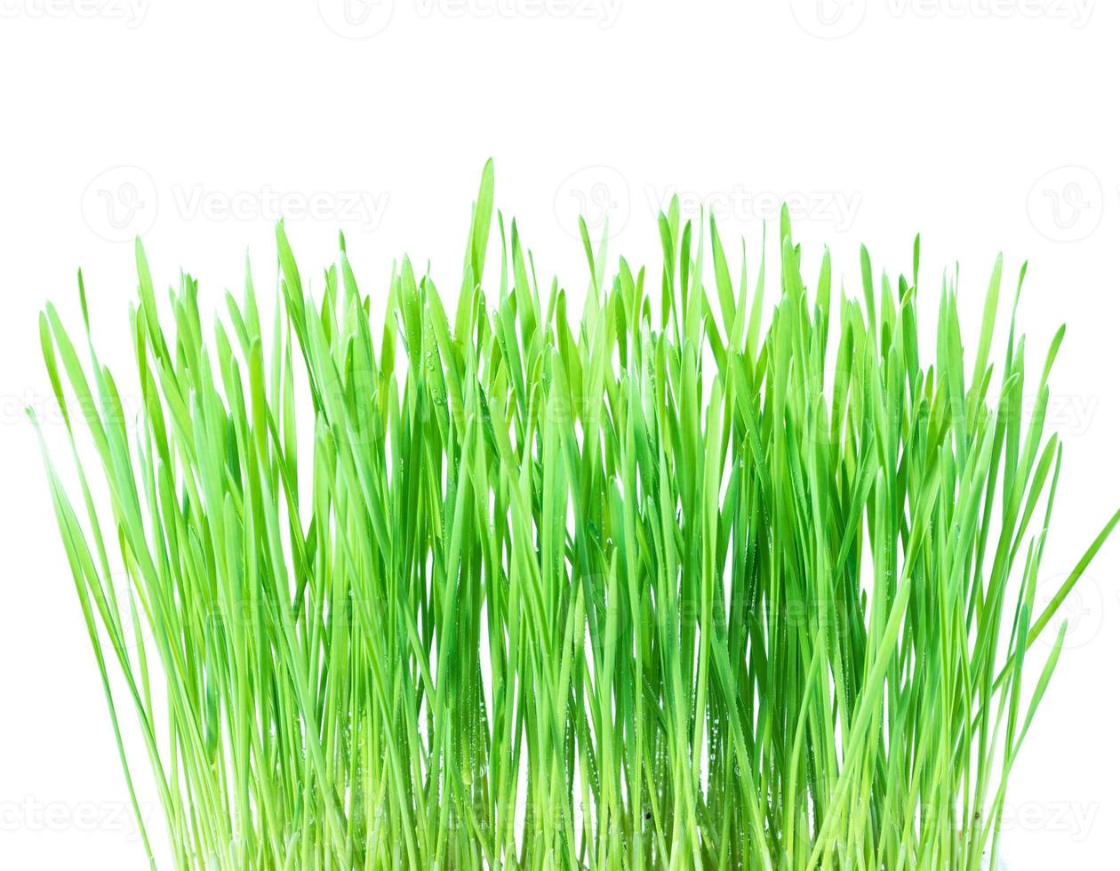 Fresh green wheat grass with drops dew on white photo