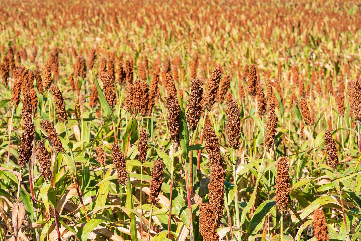 Millet or Sorghum an important cereal crop in field photo