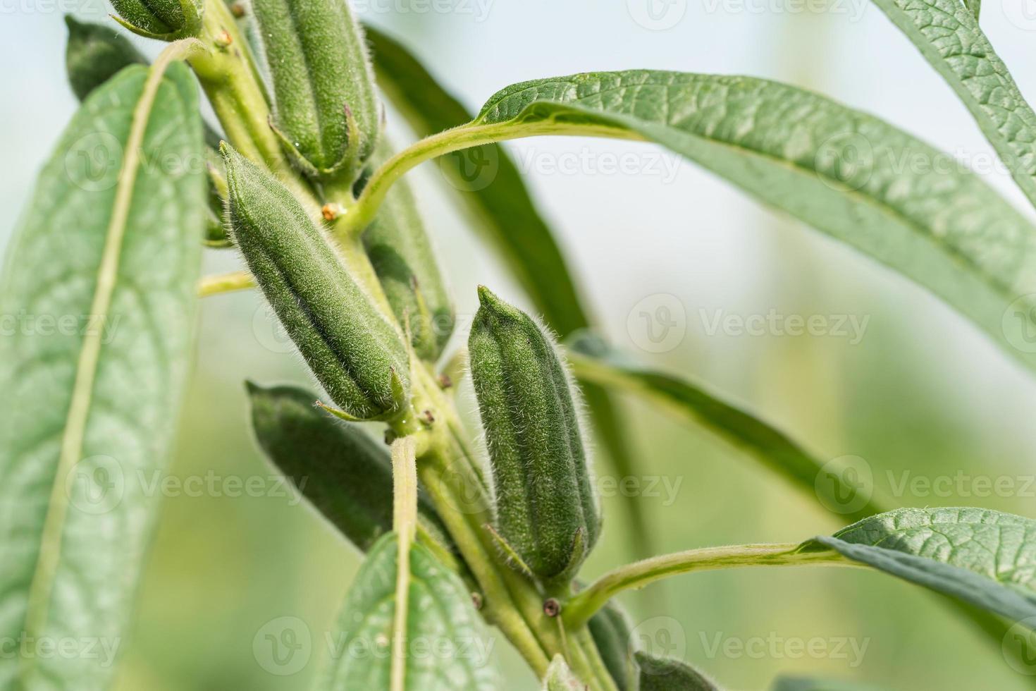 Sesame seed flower on tree in field photo