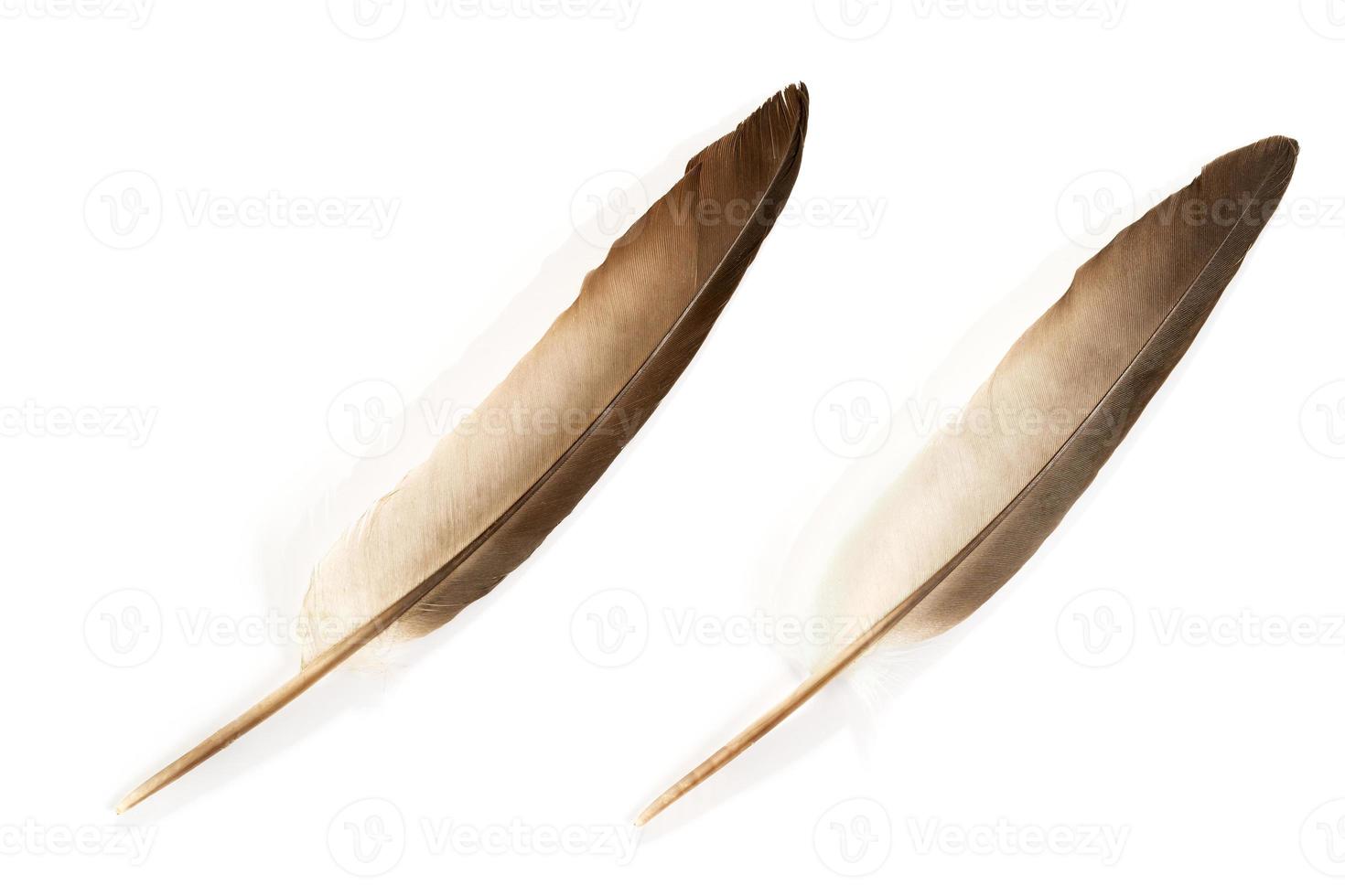 Feather on white background photo