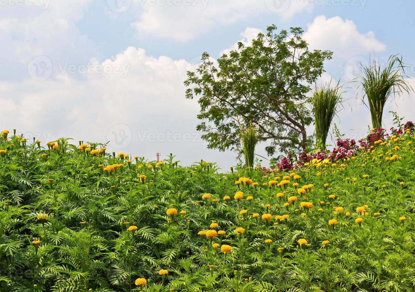 Yellow marigold flowers photo