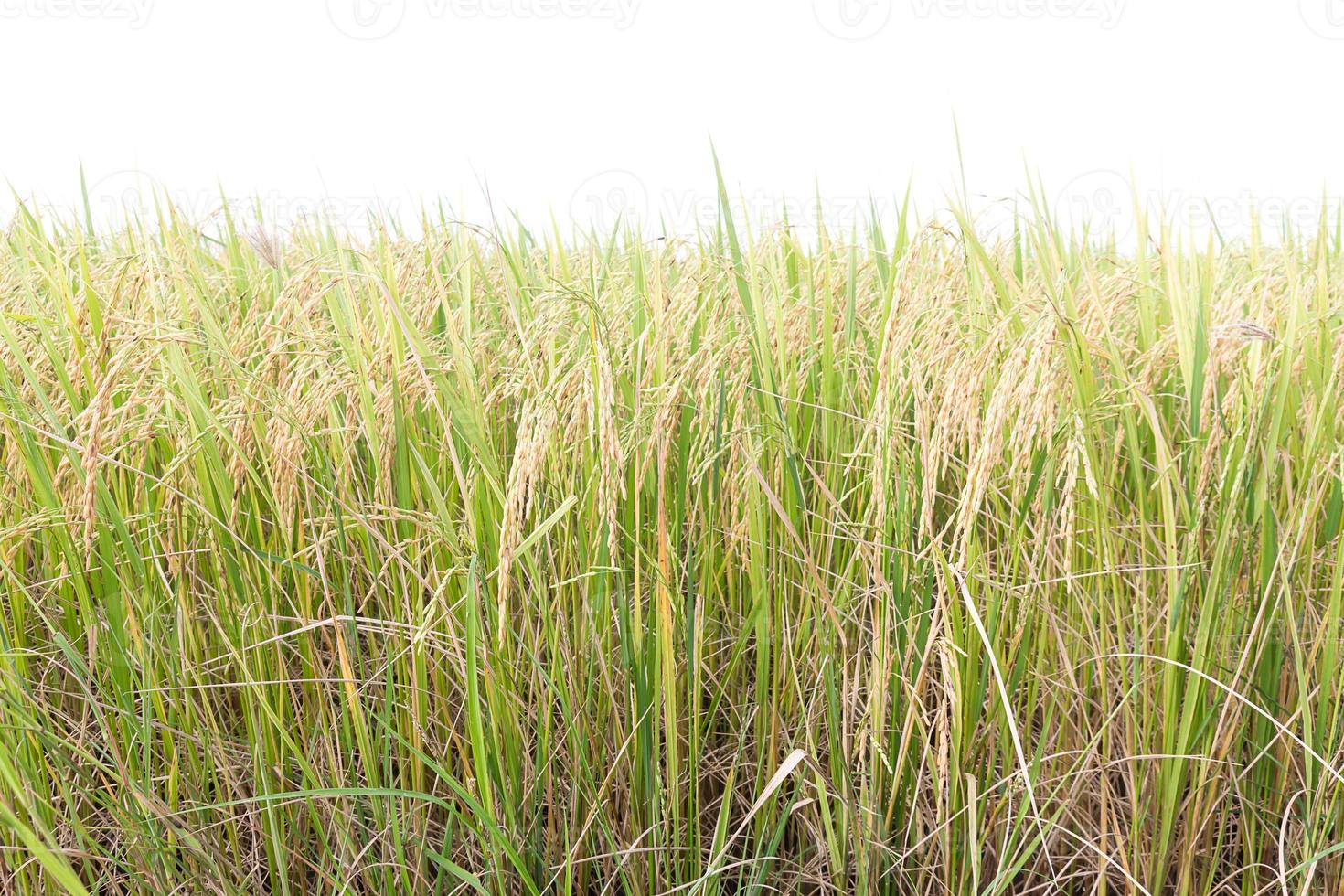 Rice fields in the tropics on white photo