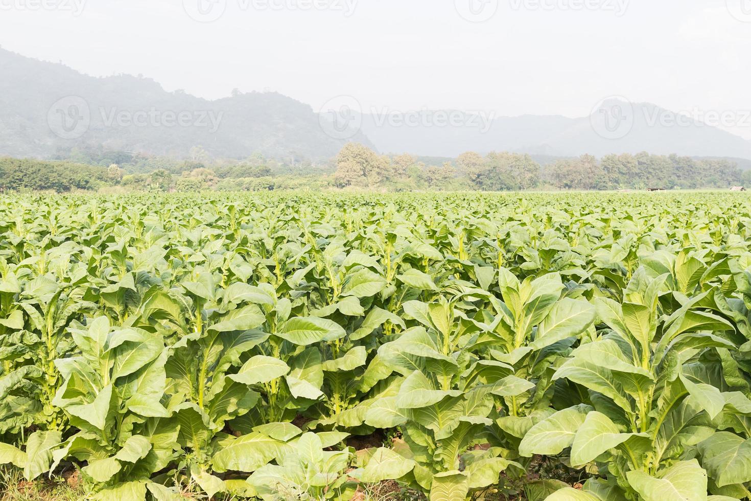 Field Nicotiana tabacum photo