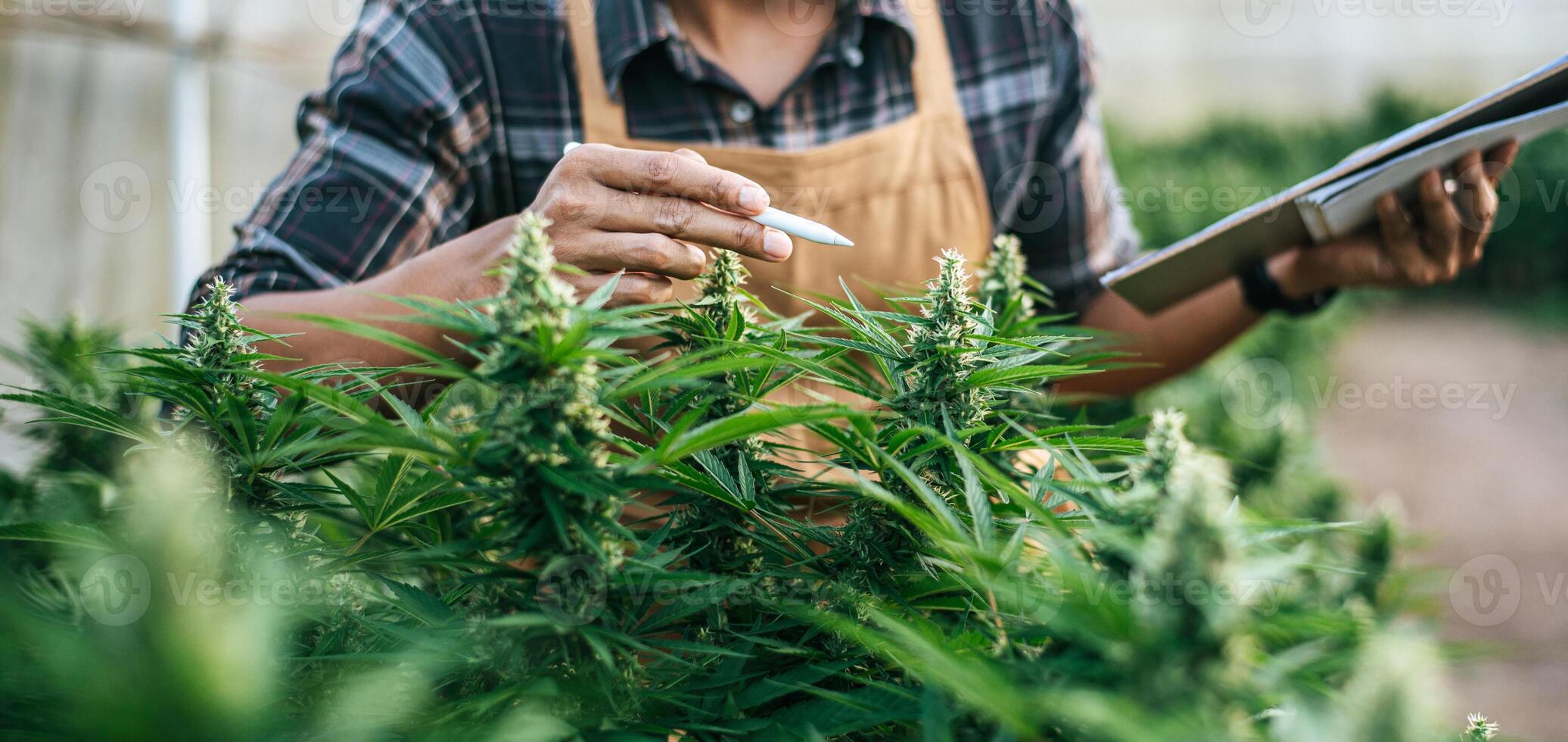 investigador de marihuana hombre asiático revisando la plantación de cannabis en la granja de cannabis, cannabis agrícola comercial. concepto de negocio de cannabis y medicina alternativa. foto