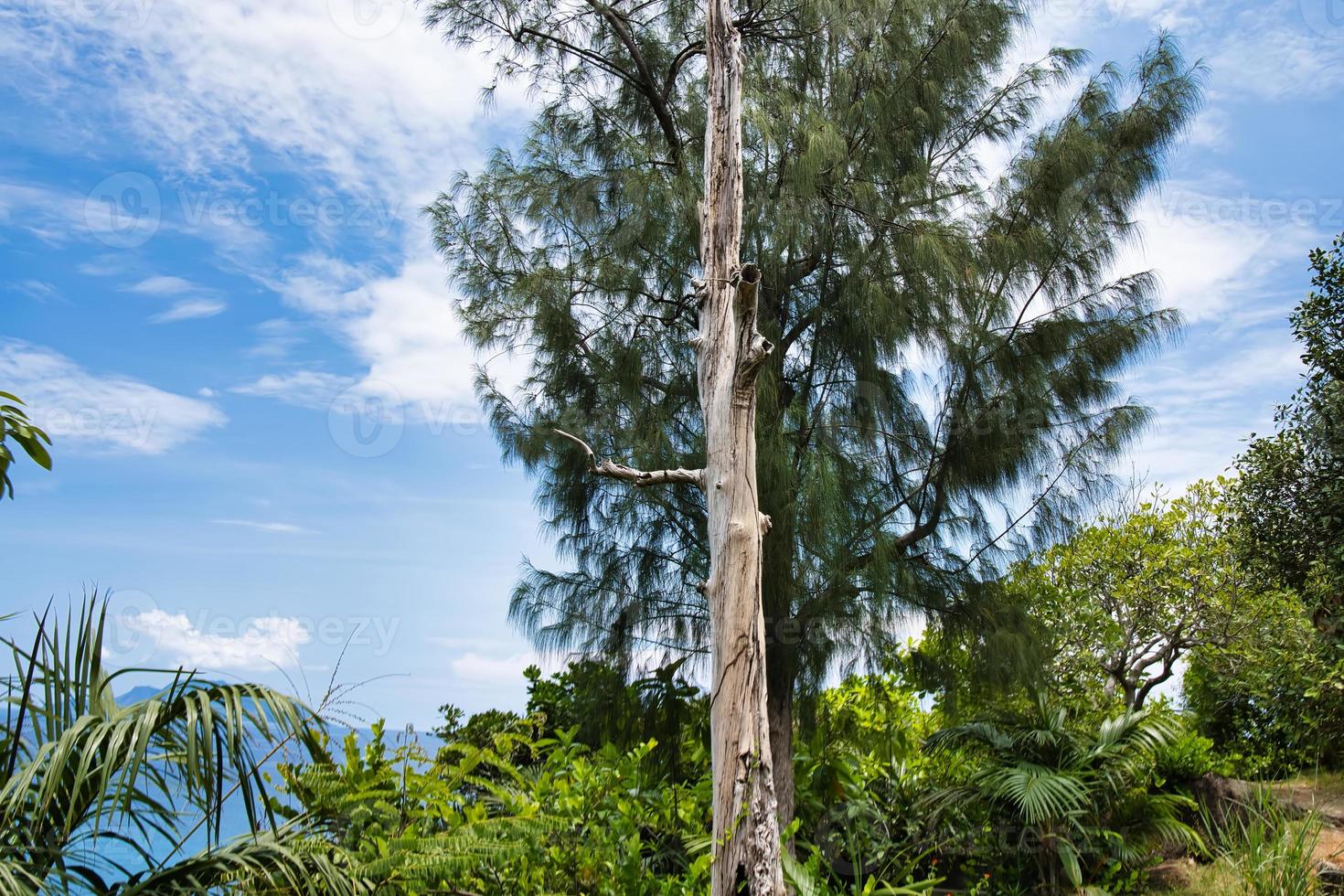 anse mayor naturaleza sendero seco árbol maletero en el sendero lado, mahe seychelles foto