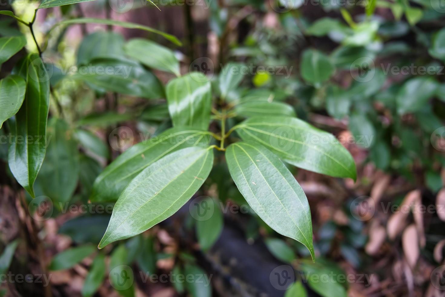 Anse major nature trail cinnamon tree leaves, Mahe, Seychelles photo