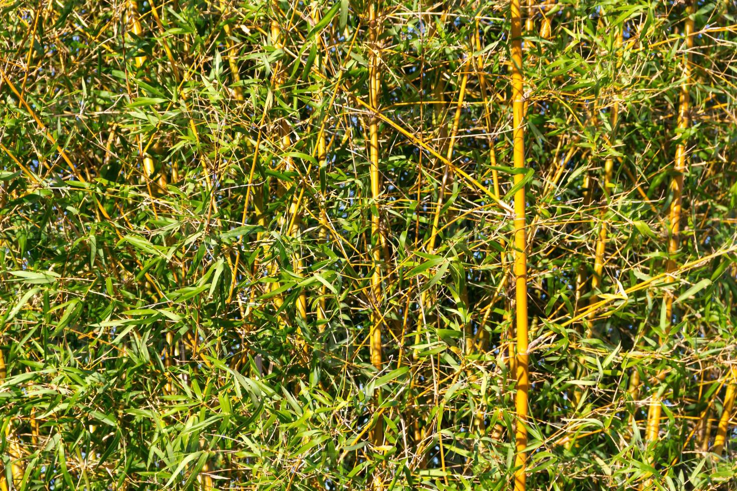 bambu cane on the banks of the river in the city of federation province of entre rios argentina photo