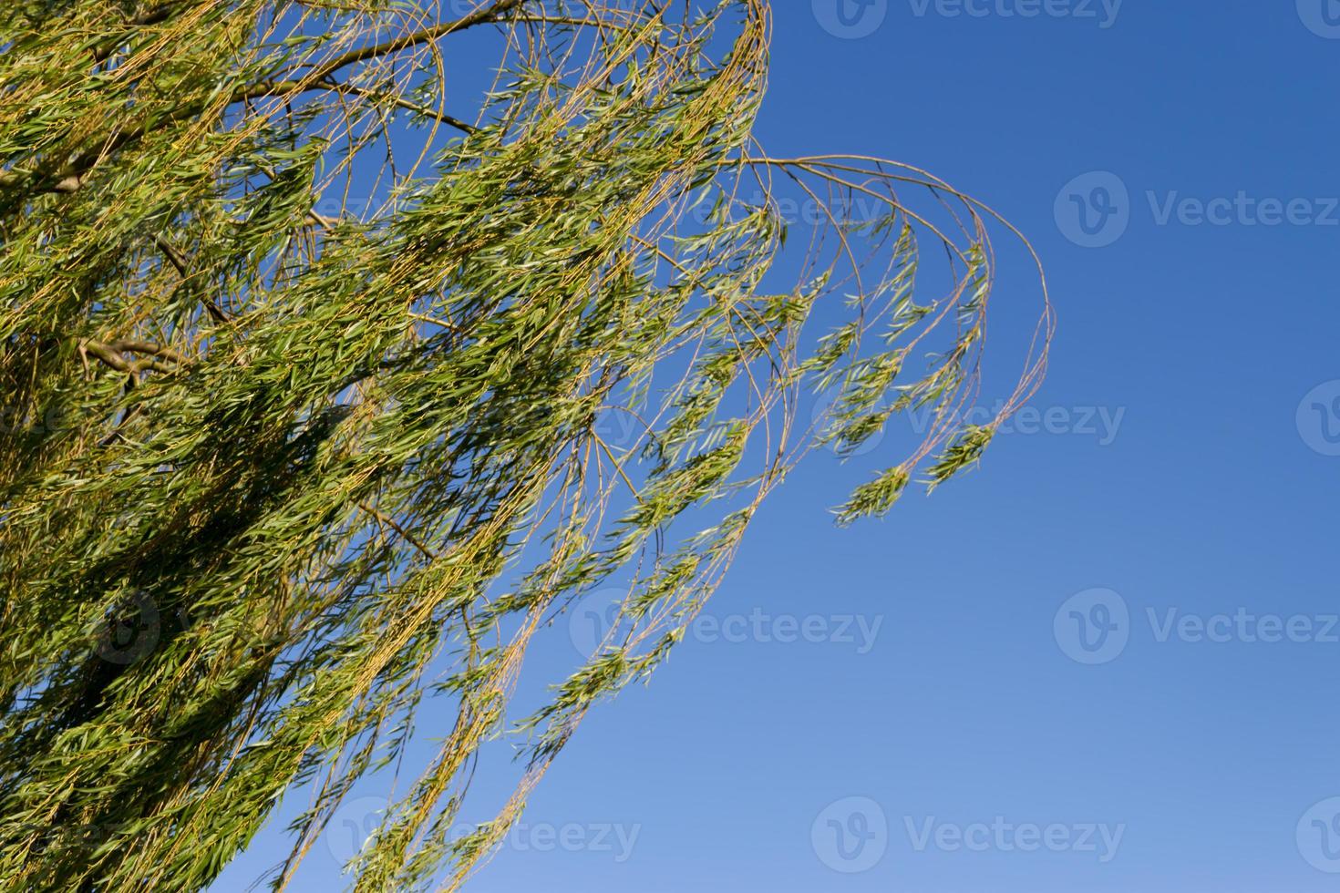 weeping willow on the banks of the river in the city of federation province of entre rios argentina photo